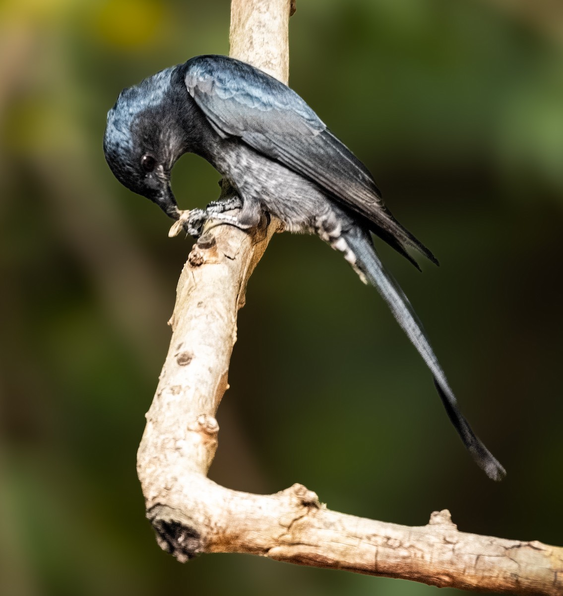 Дронго сірий - ML645880559