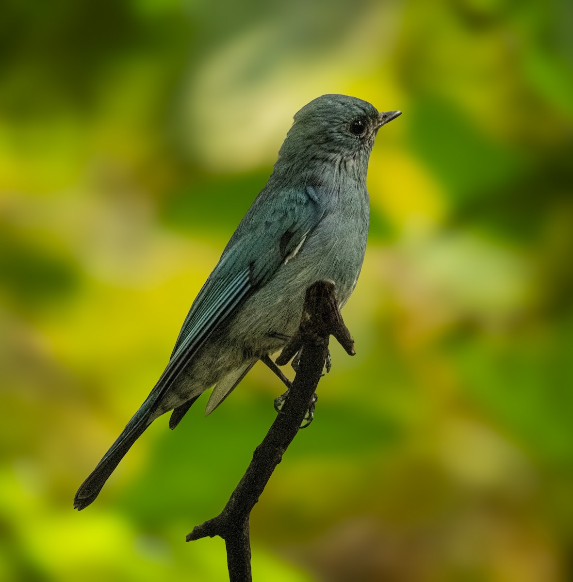 Verditer Flycatcher - ML645880560
