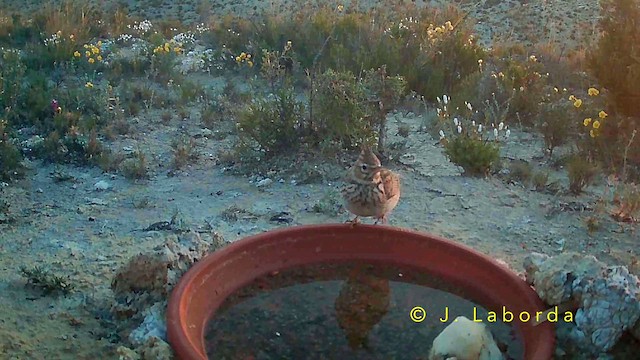 Thekla's Lark - ML645880562