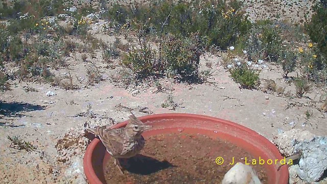 Thekla's Lark - ML645880563