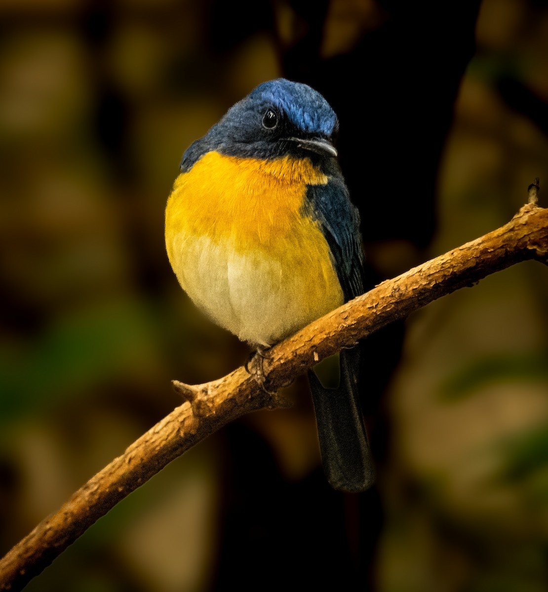 Tickell's Blue Flycatcher - ML645880564