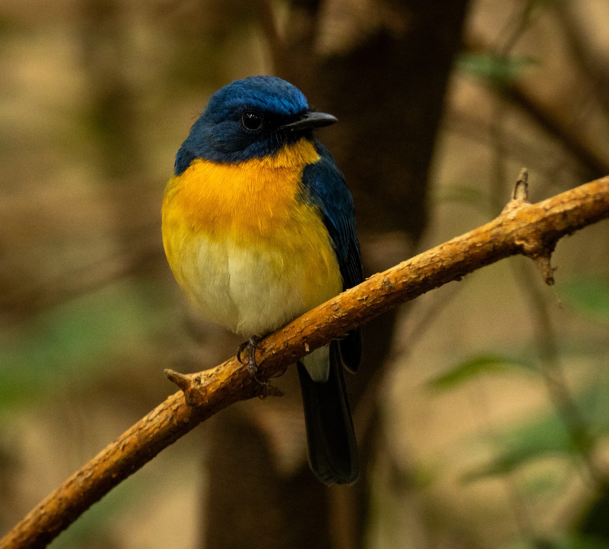 Tickell's Blue Flycatcher - ML645880565