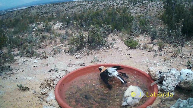 Western Black-eared Wheatear - ML645880567