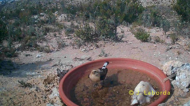 Western Black-eared Wheatear - ML645880569