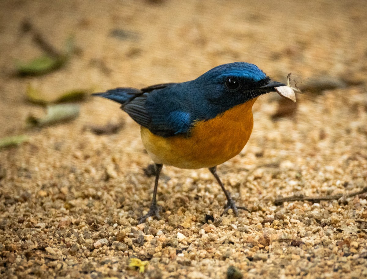 Tickell's Blue Flycatcher - ML645880571