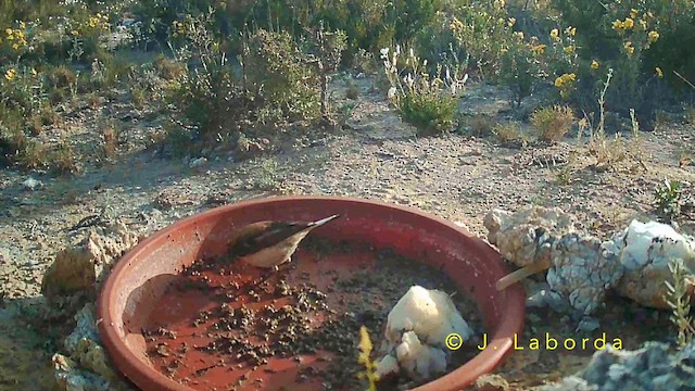 Western Black-eared Wheatear - ML645880572
