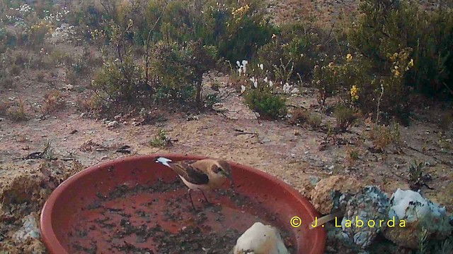 Western Black-eared Wheatear - ML645880573