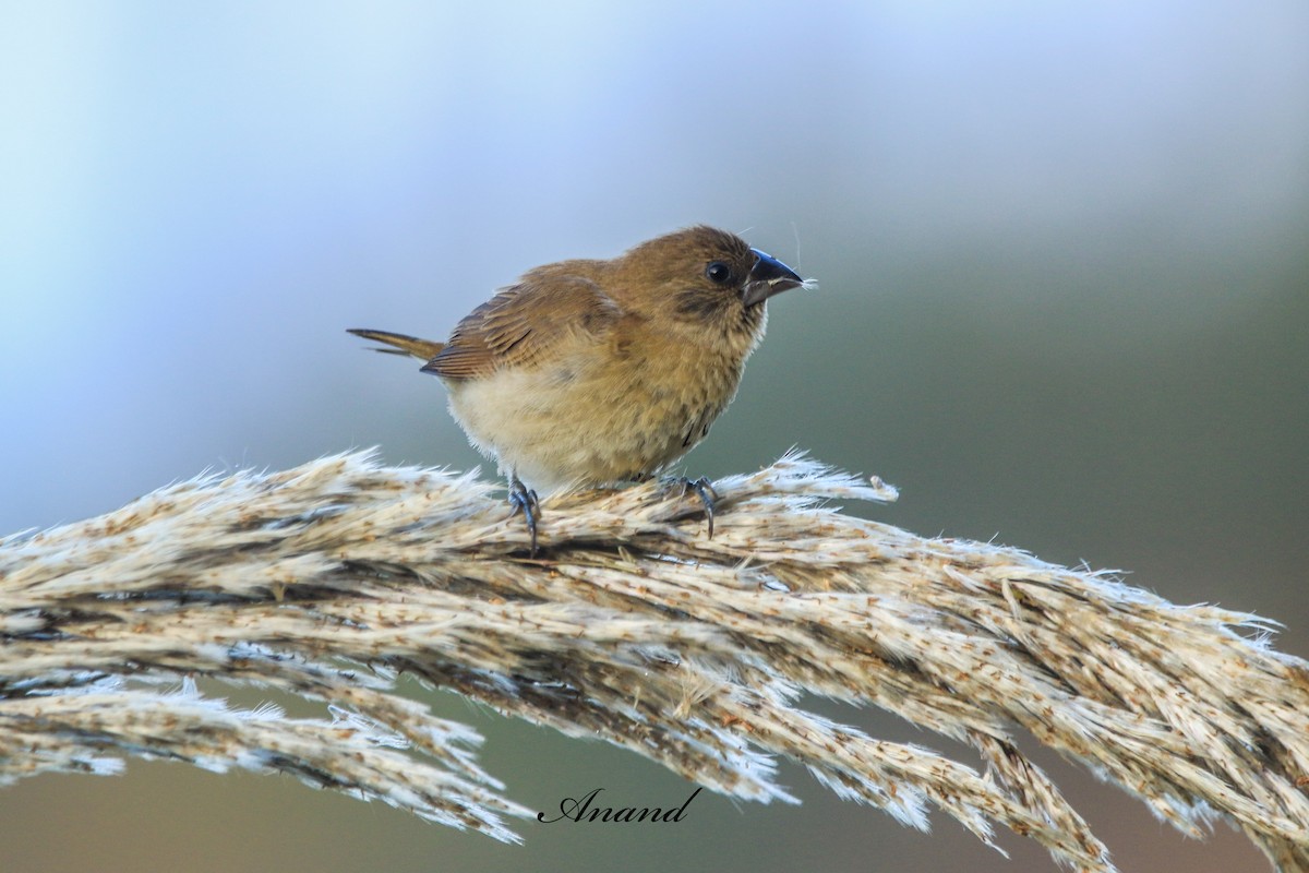Scaly-breasted Munia - ML645880576