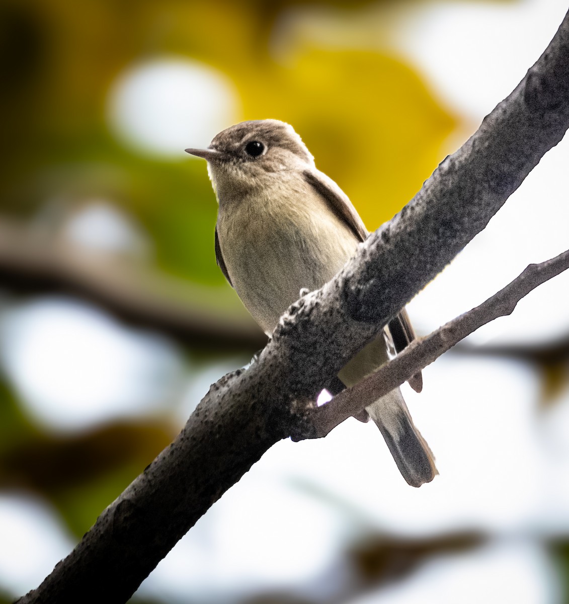 Red-breasted Flycatcher - ML645880577