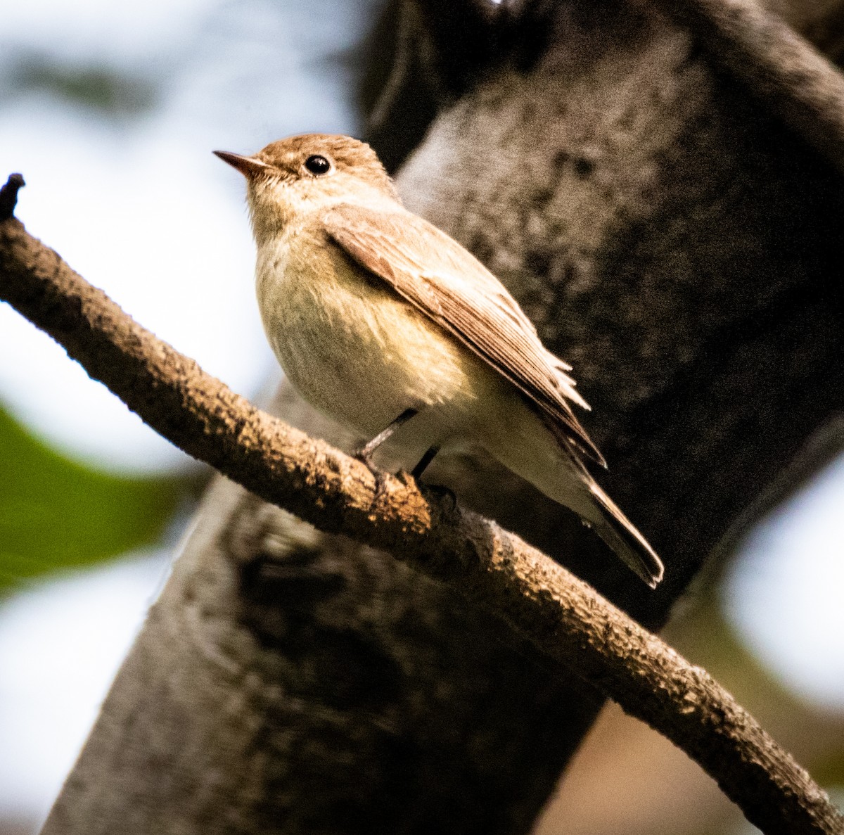 Red-breasted Flycatcher - ML645880578