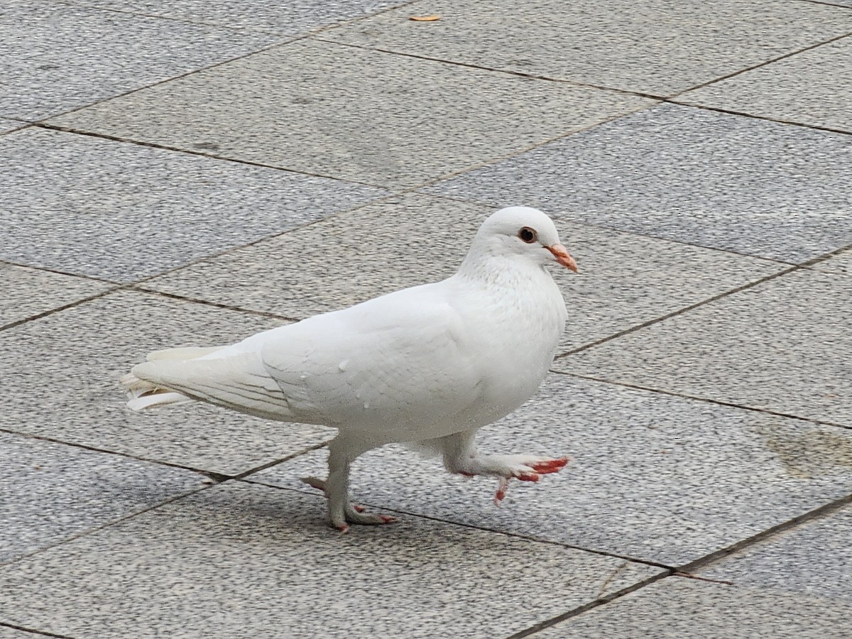 Rock Pigeon (Feral Pigeon) - ML645880579