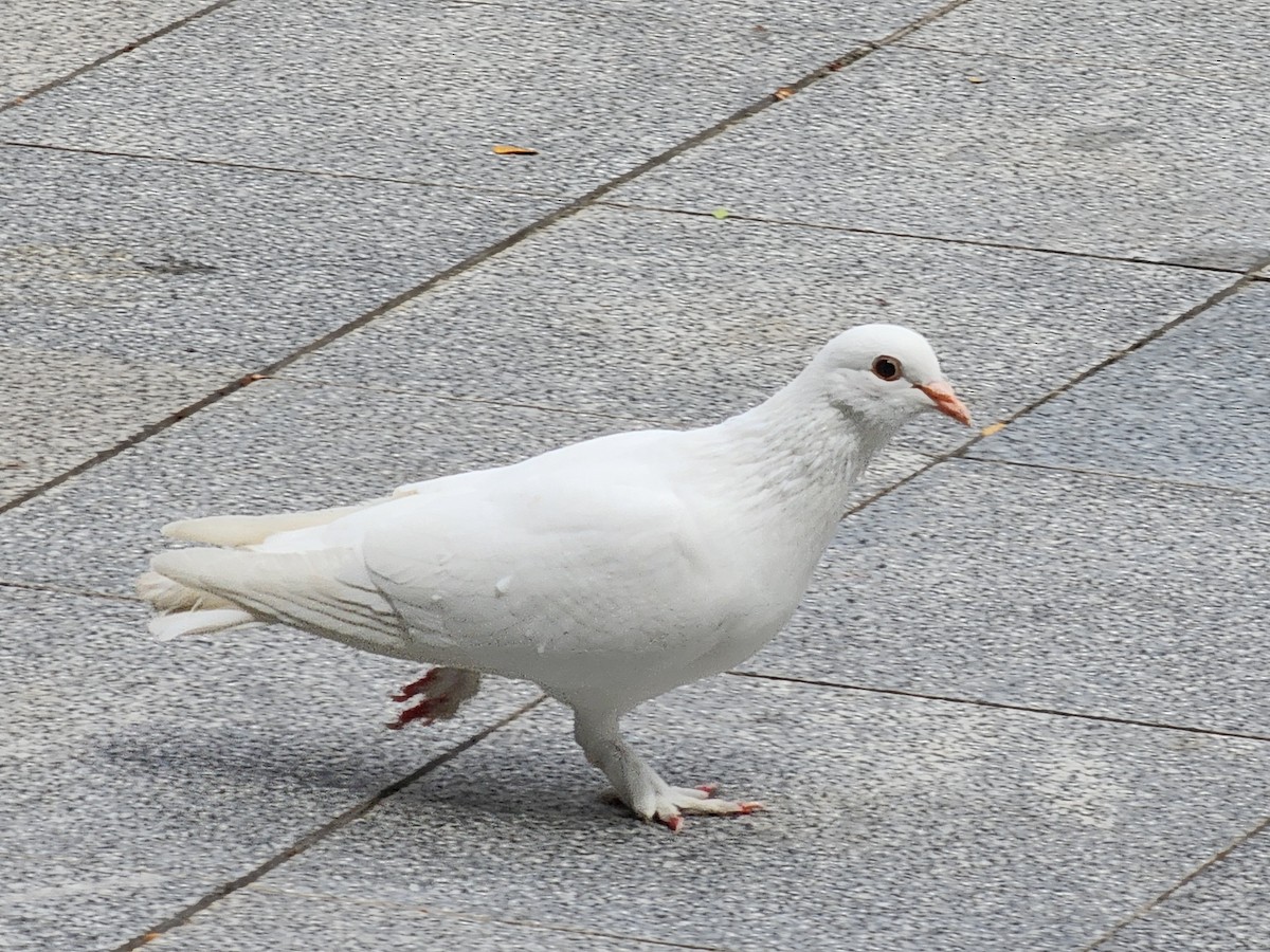 Rock Pigeon (Feral Pigeon) - ML645880580