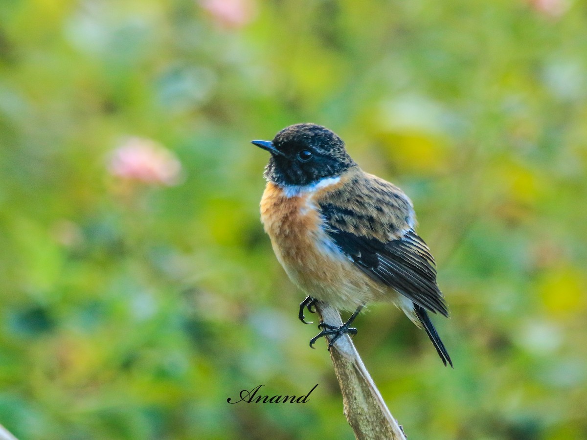 Siberian Stonechat - ML645880582