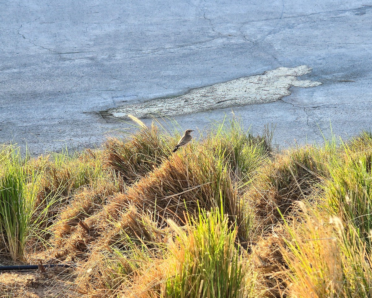 Isabelline Wheatear - ML645880583