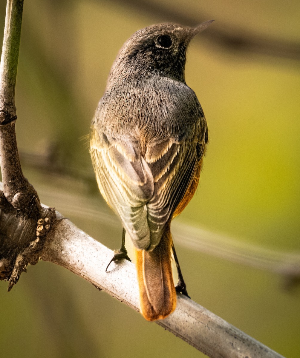 Black Redstart - ML645880584
