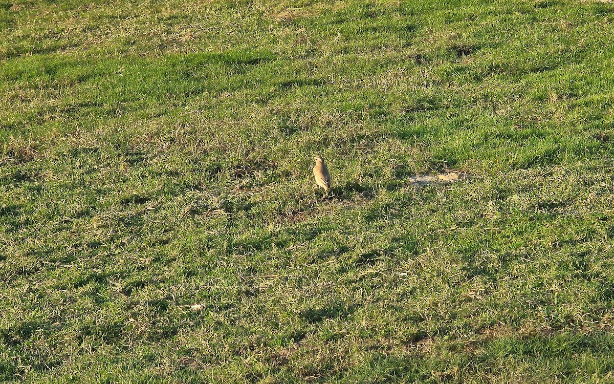 Isabelline Wheatear - ML645880585