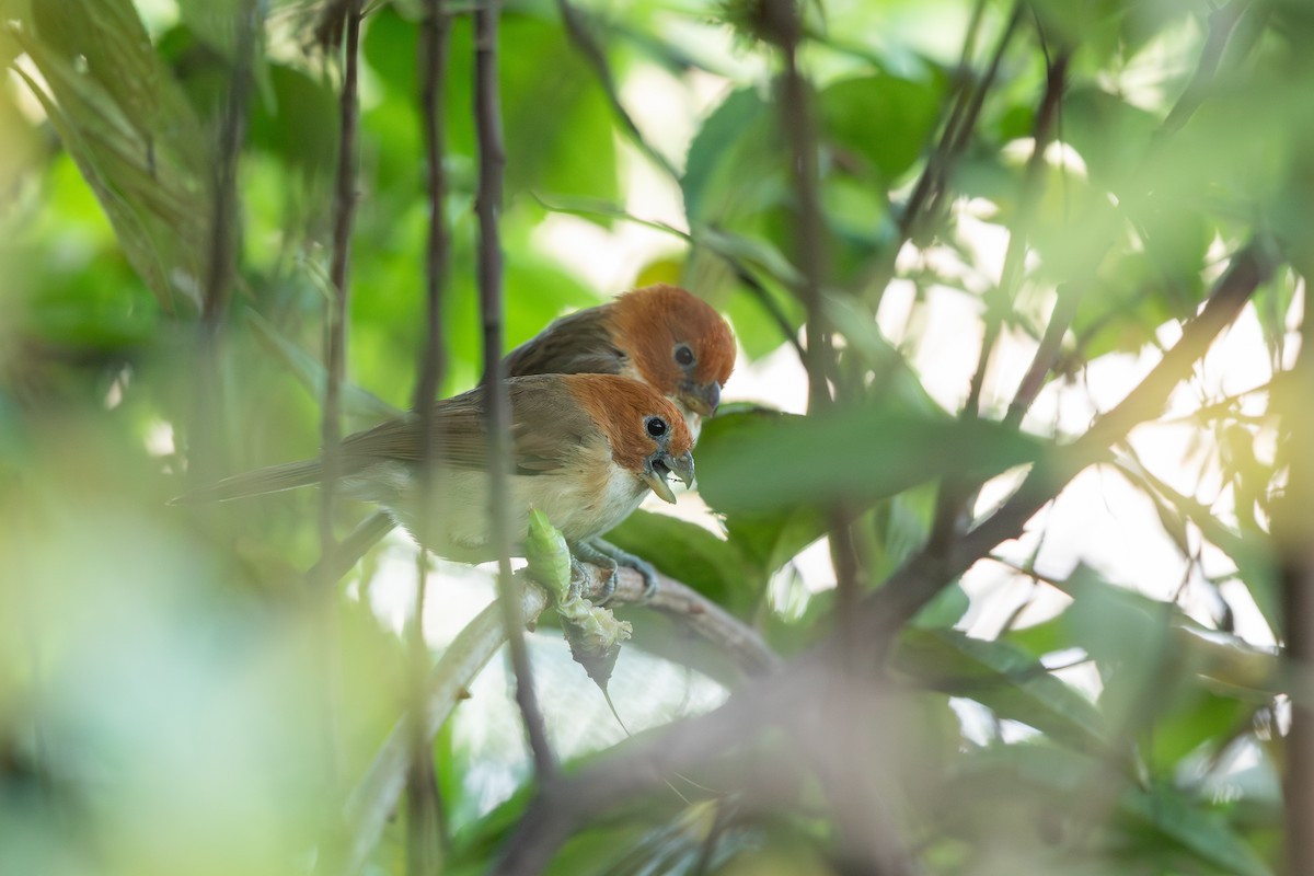 White-breasted Parrotbill - ML645880587