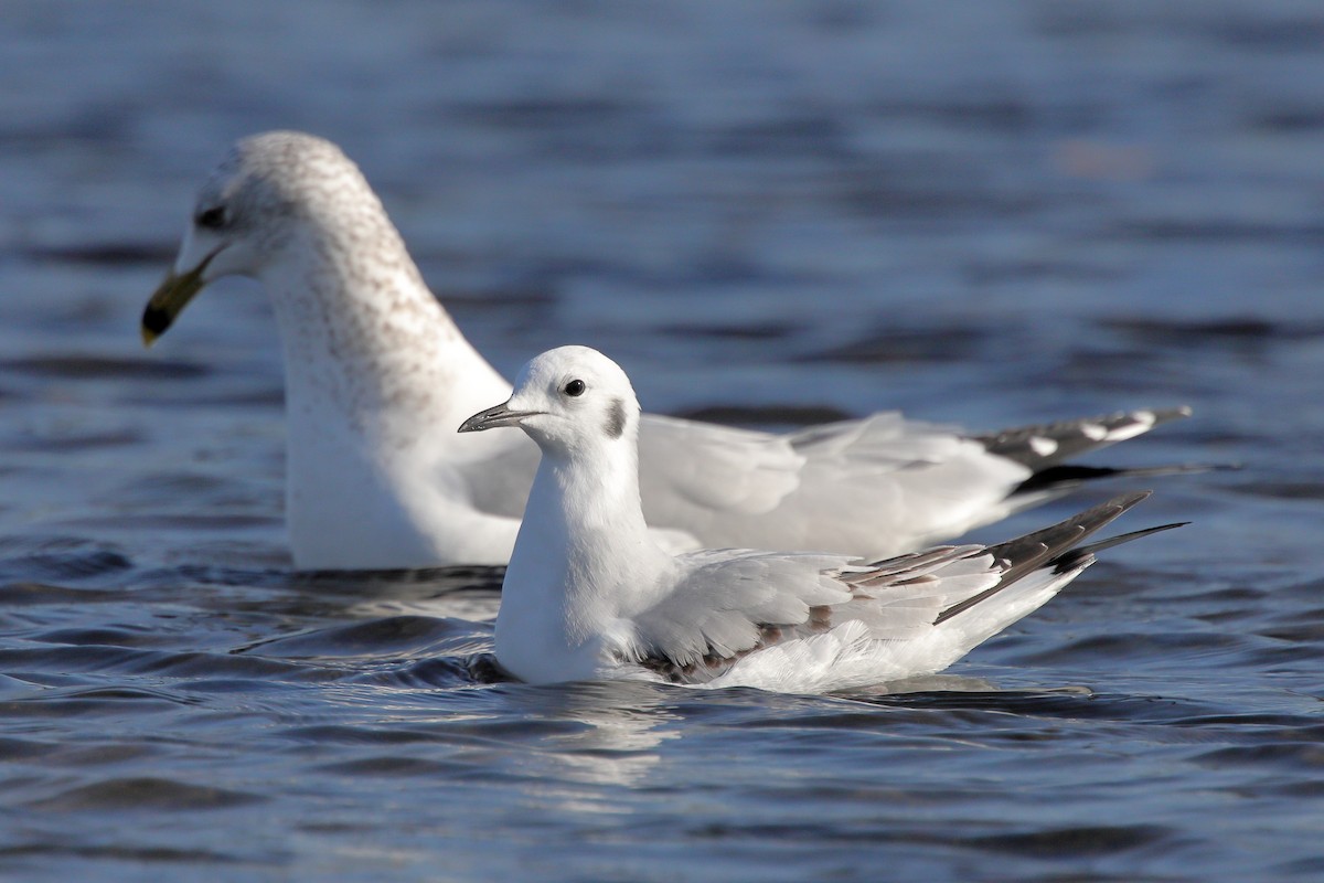 Bonaparte's Gull - ML645880588