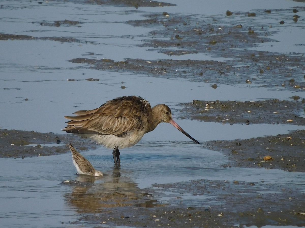 Bar-tailed Godwit - ML645880589