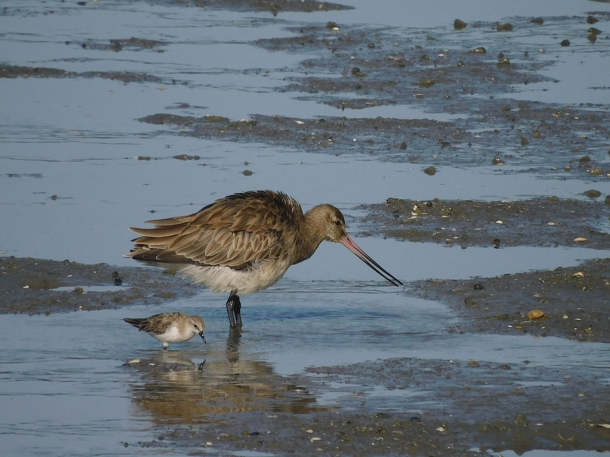 Bar-tailed Godwit - ML645880590