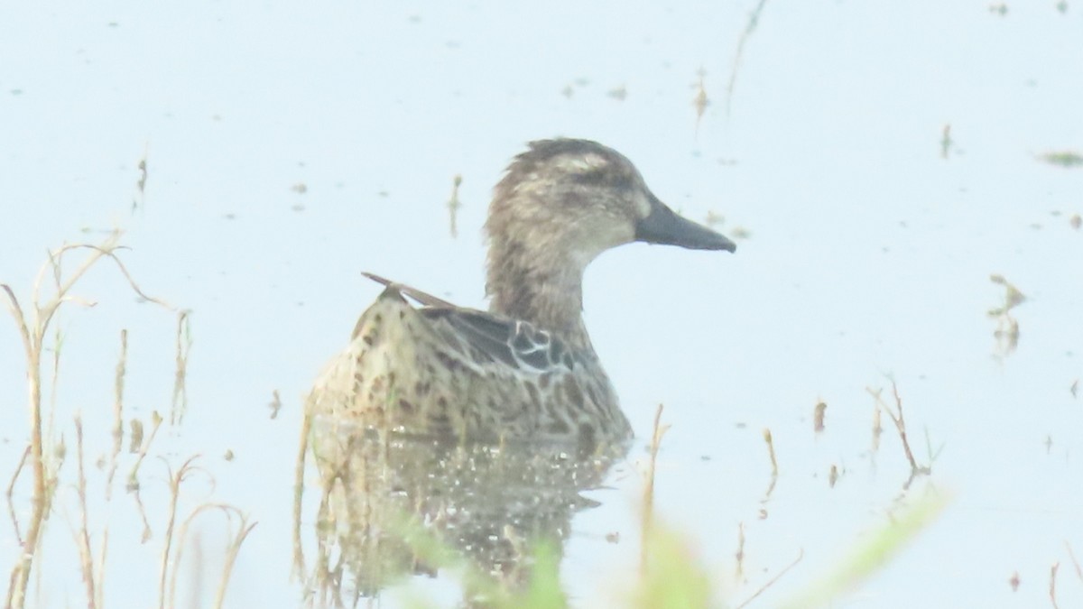 Garganey - ML645880592