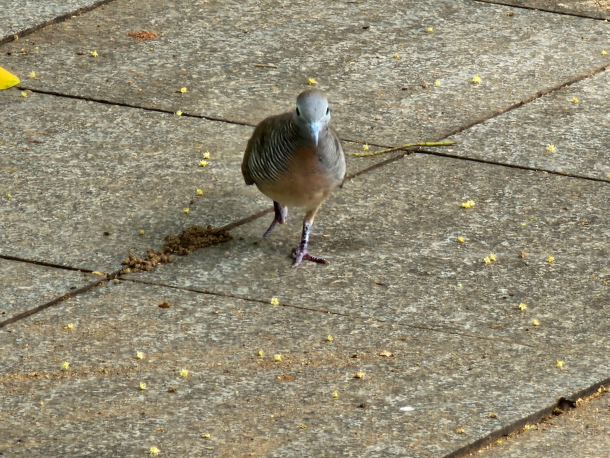 Zebra Dove - ML645880593