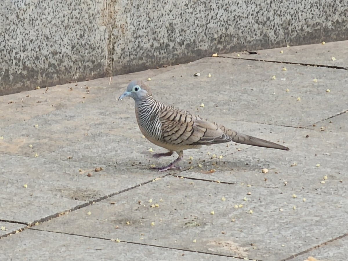 Zebra Dove - ML645880594