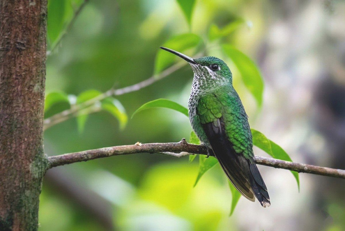 Green-crowned Brilliant - ML645880598