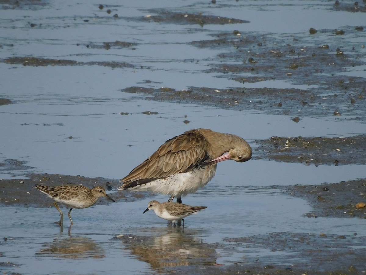 Bar-tailed Godwit - ML645880599