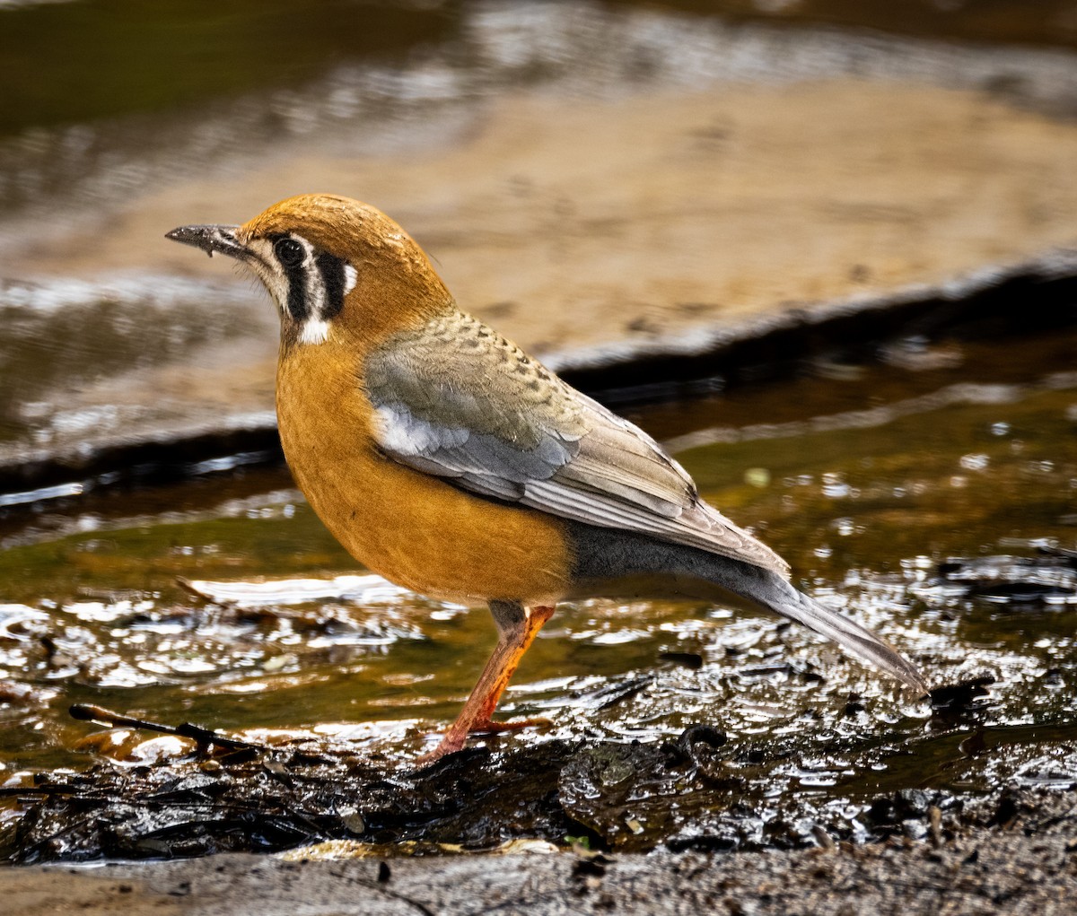 Orange-headed Thrush - ML645880601