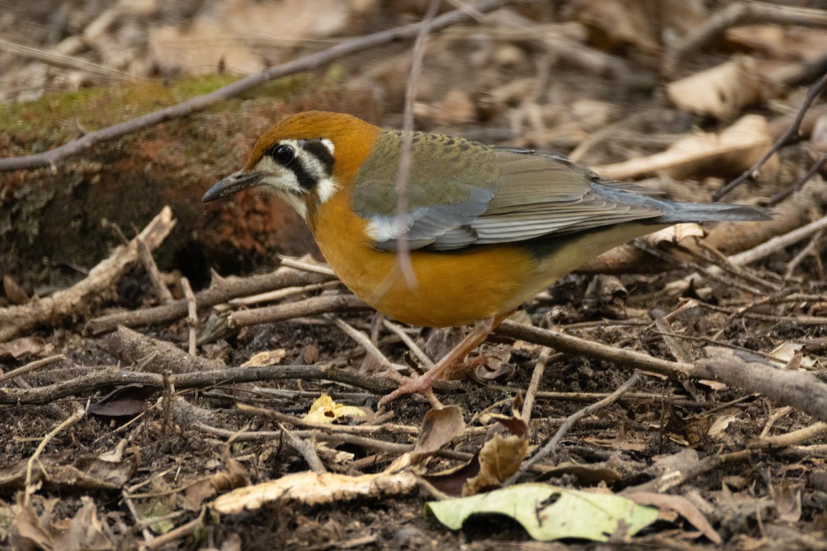 Orange-headed Thrush - ML645880602