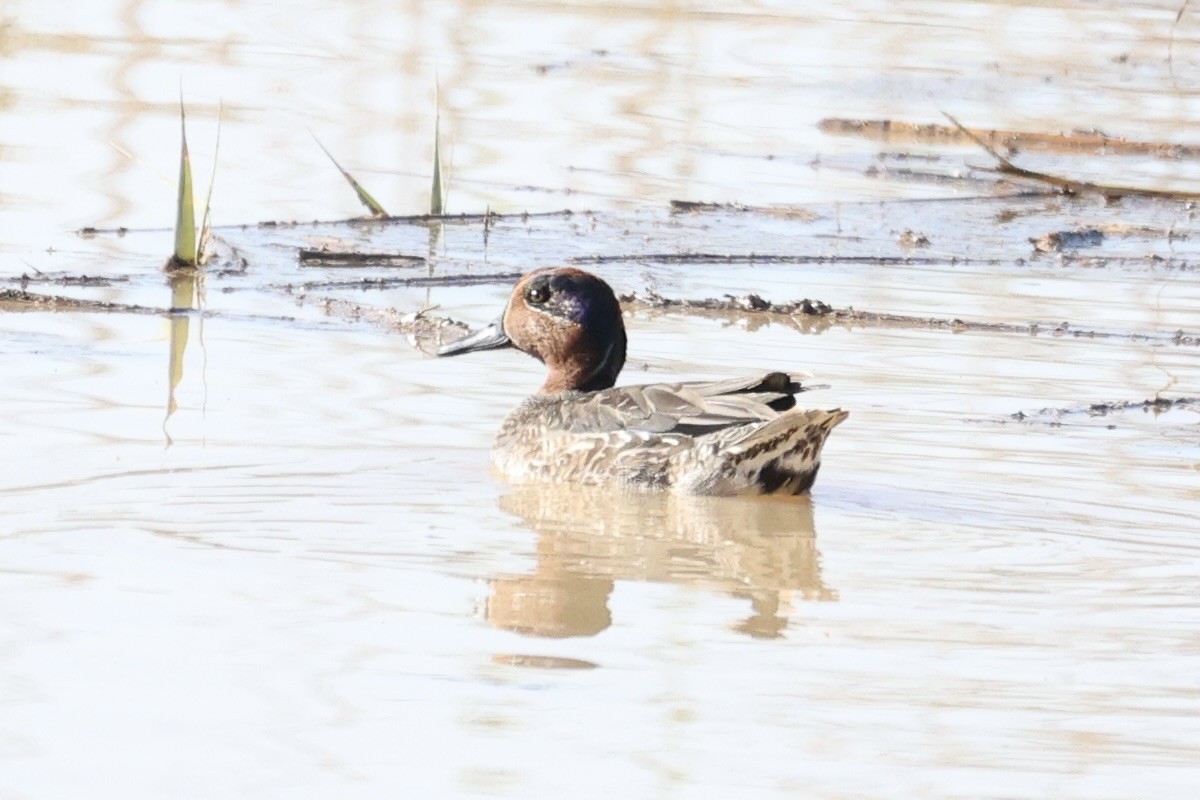 Green-winged Teal - ML645880610