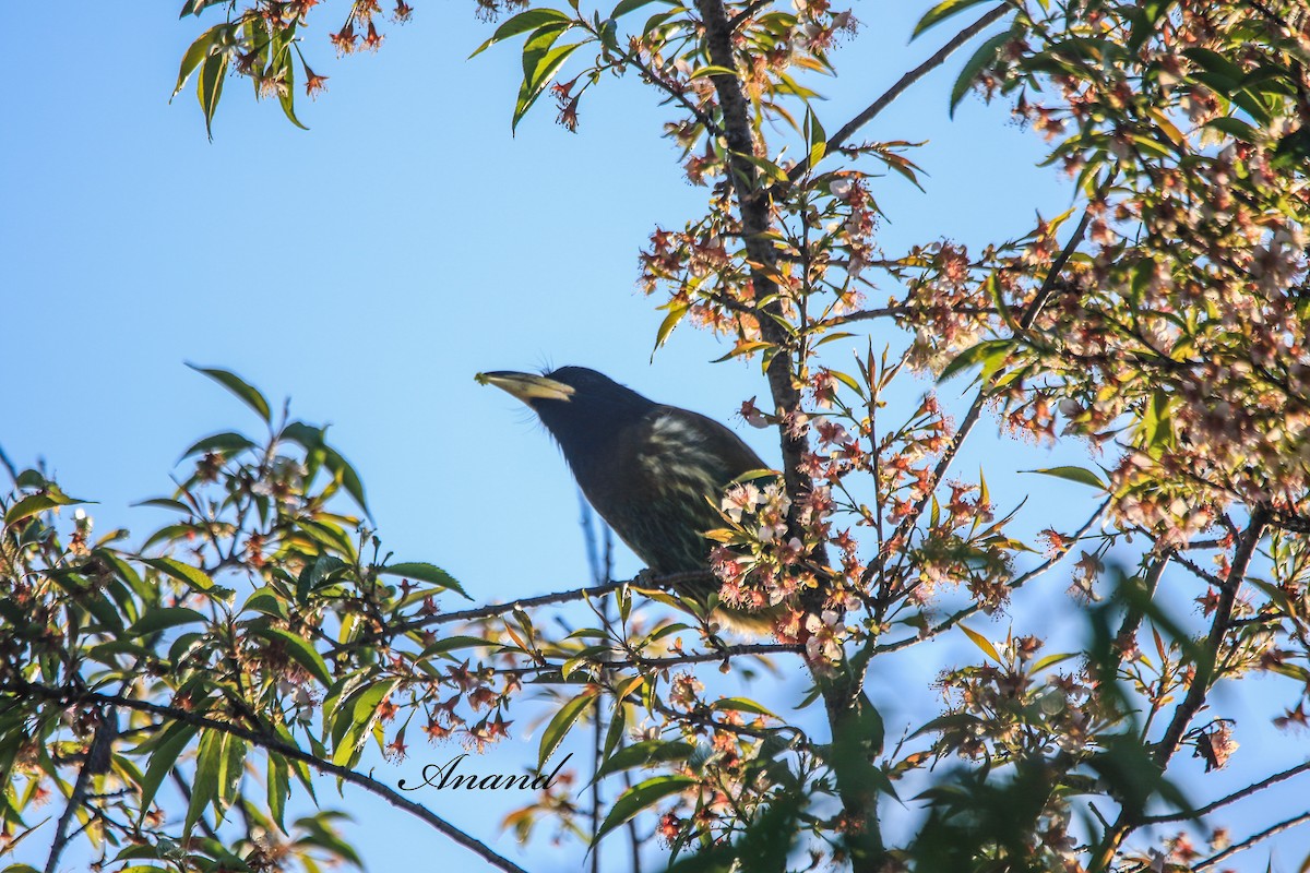 Great Barbet - ML645880613