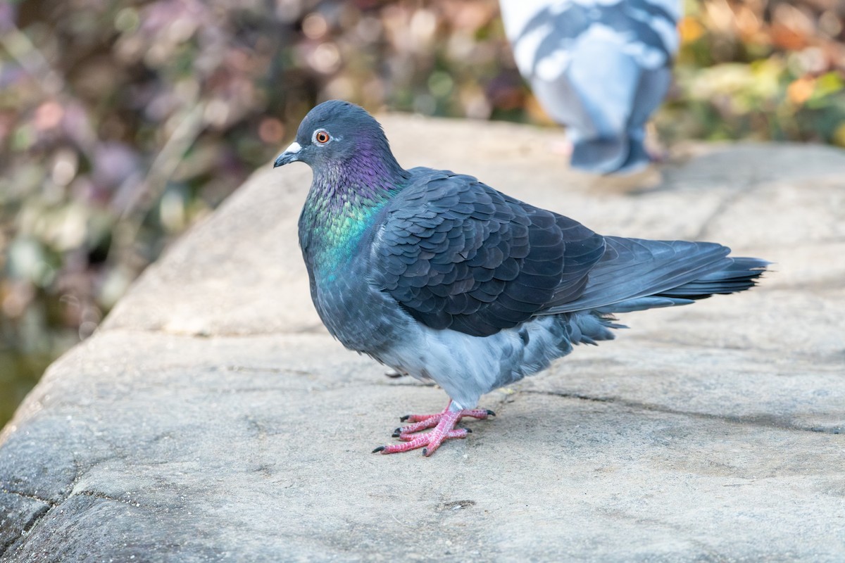 Piccione domestico - ML645880617