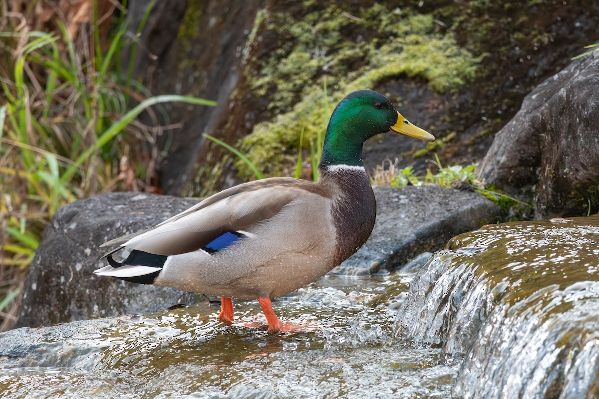 Mallard - ML645880623