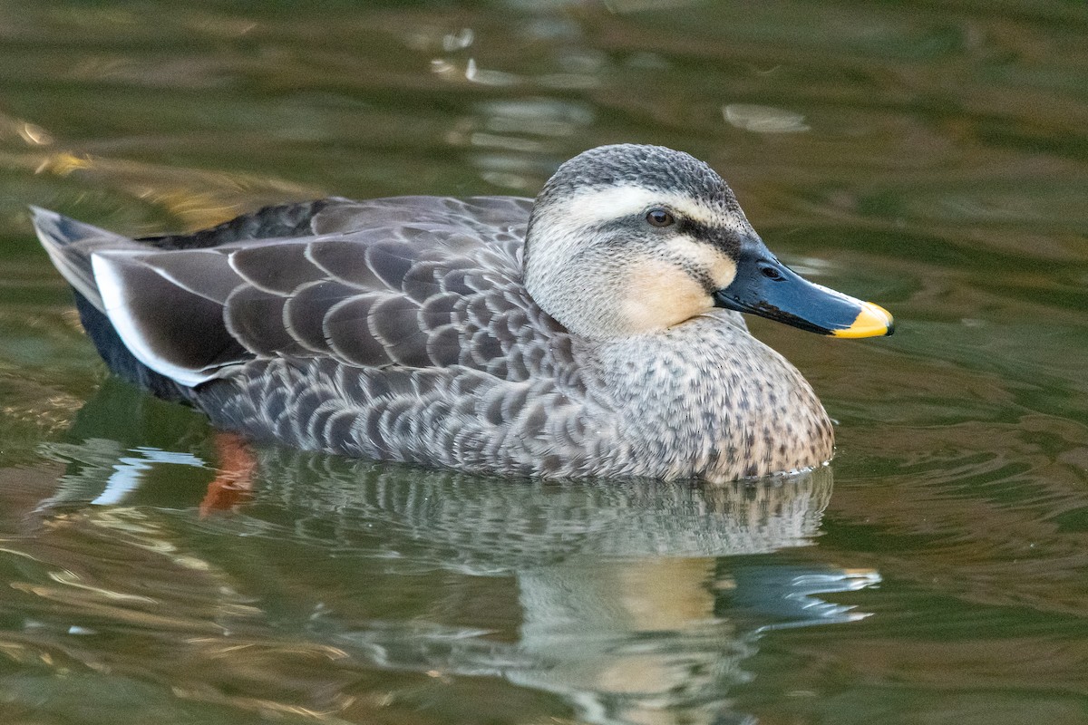 花嘴鴨 - ML645880624