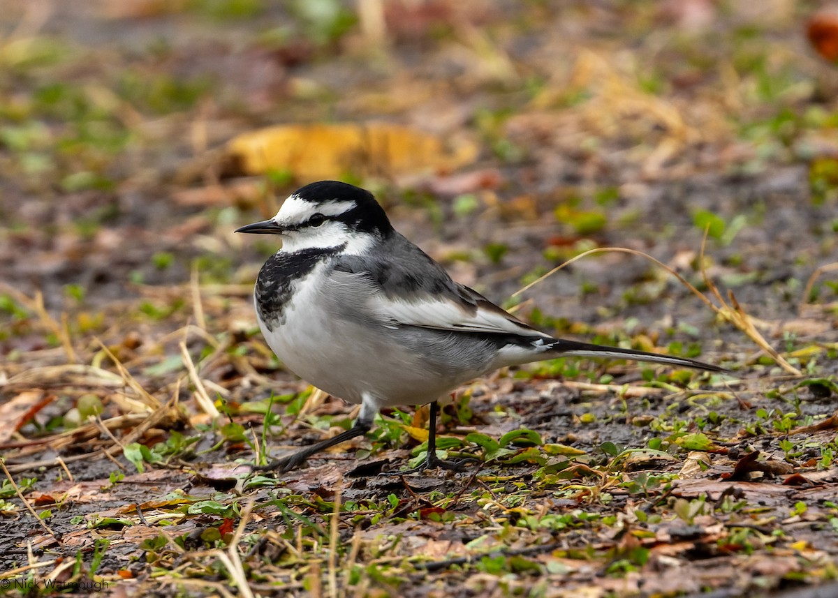 白鶺鴒(黑背眼紋) - ML645880625