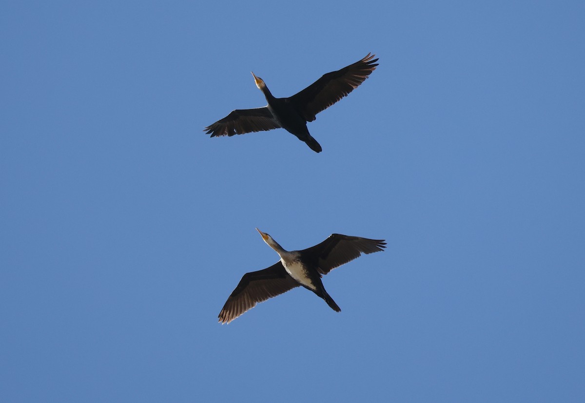 Great Cormorant - ML645880626