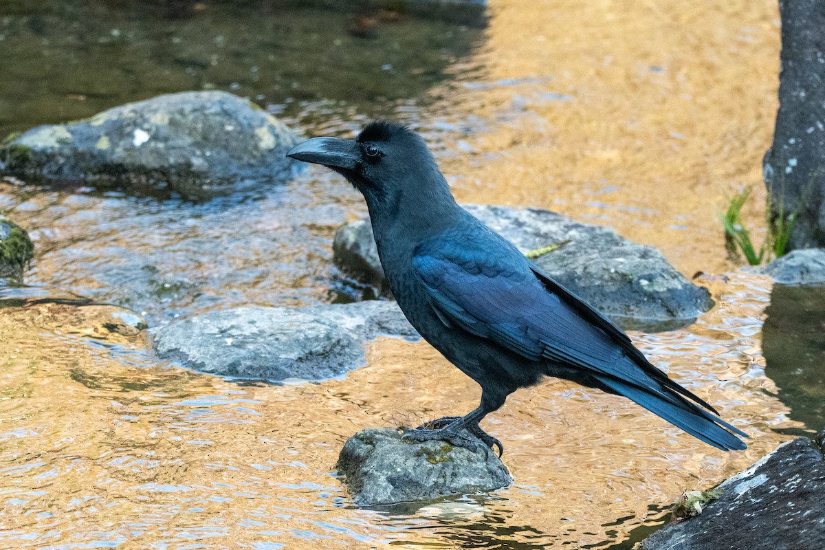 巨嘴鴉 - ML645880628