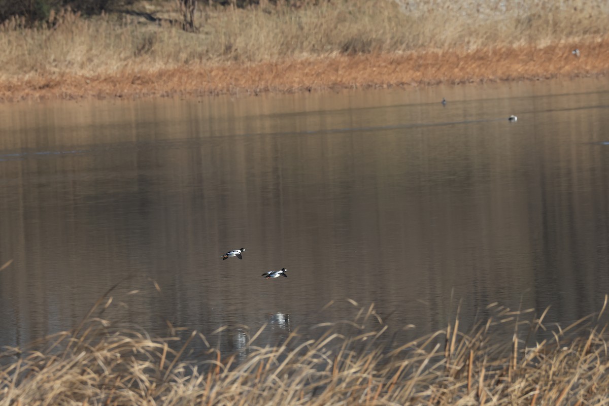 Common Goldeneye - ML645880632