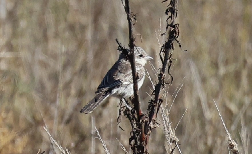 shrike sp. - ML645880635