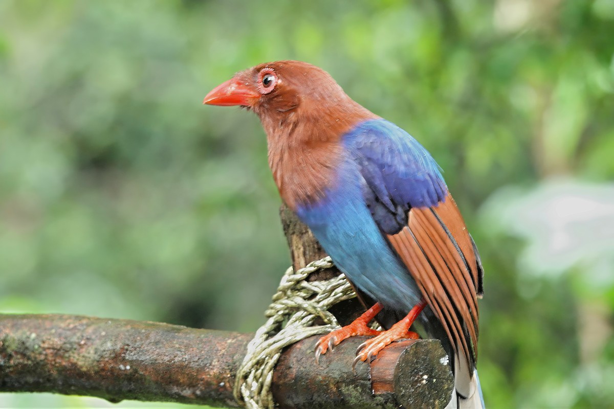 Sri Lanka Blue-Magpie - ML645880637