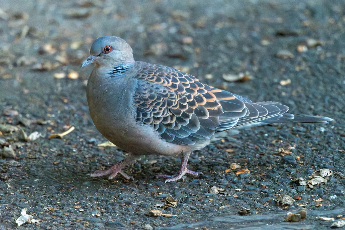 金背鳩 - ML645880638