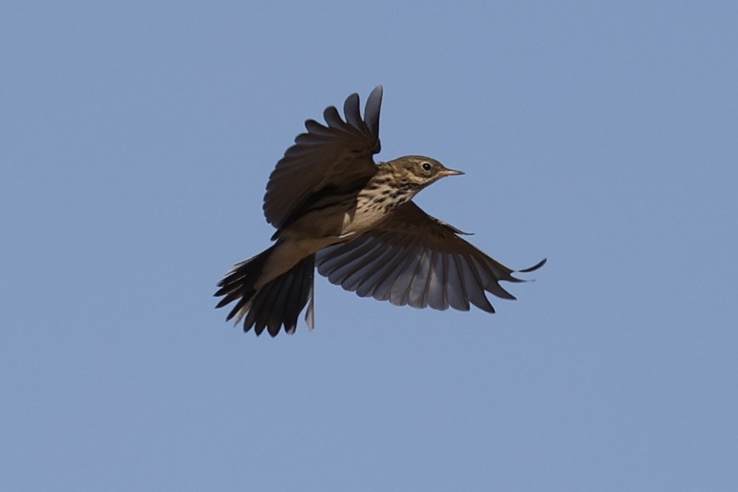 Meadow Pipit - ML645880641