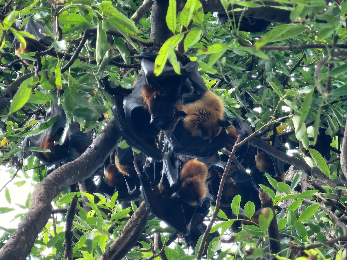 狐蝠屬 - ML645880644