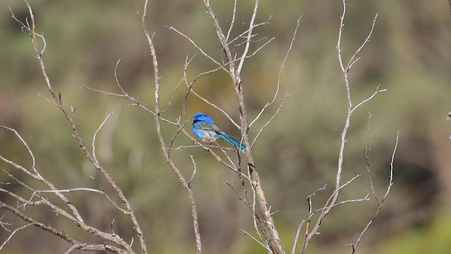 Роскошный малюр - ML645880651