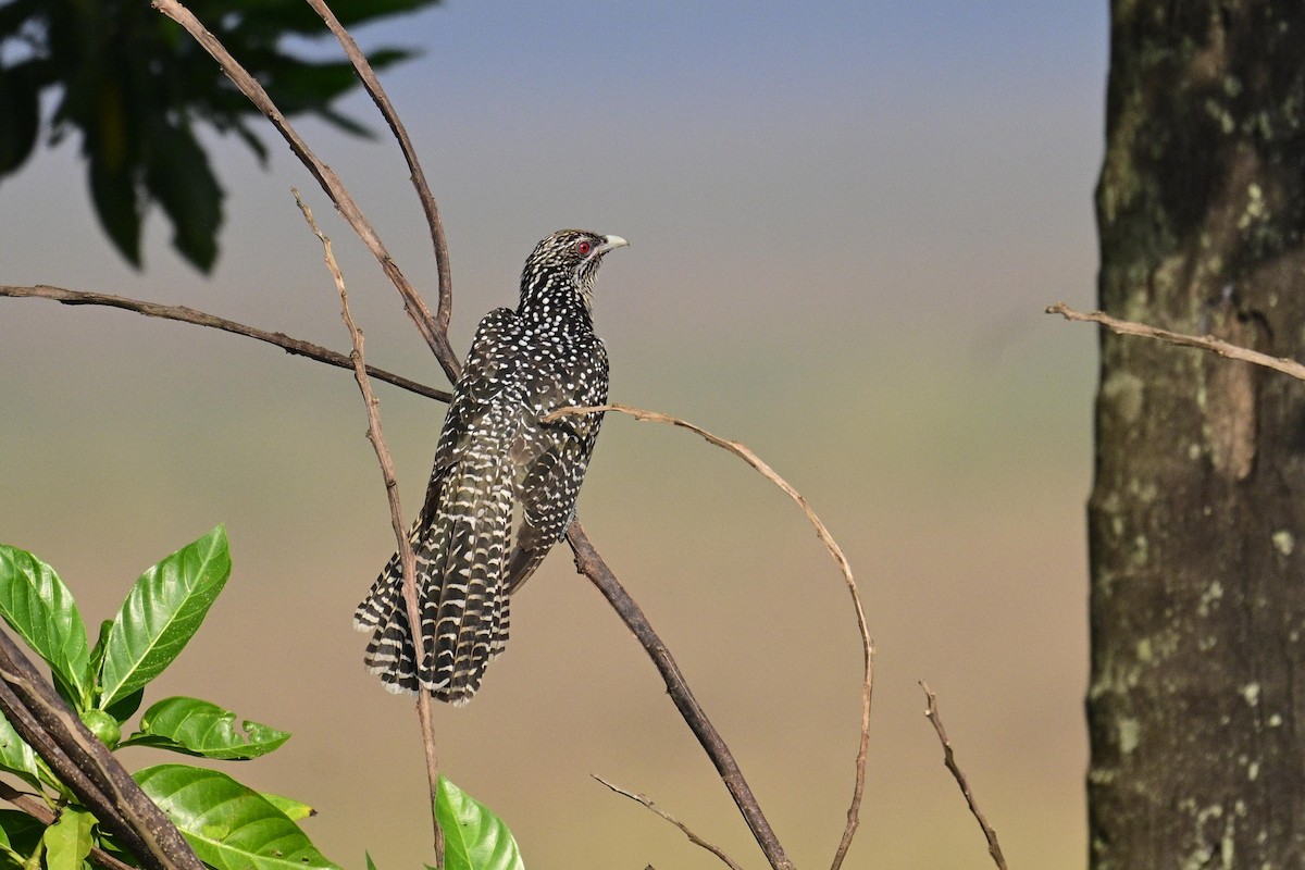 Koel Occidental - ML645880654