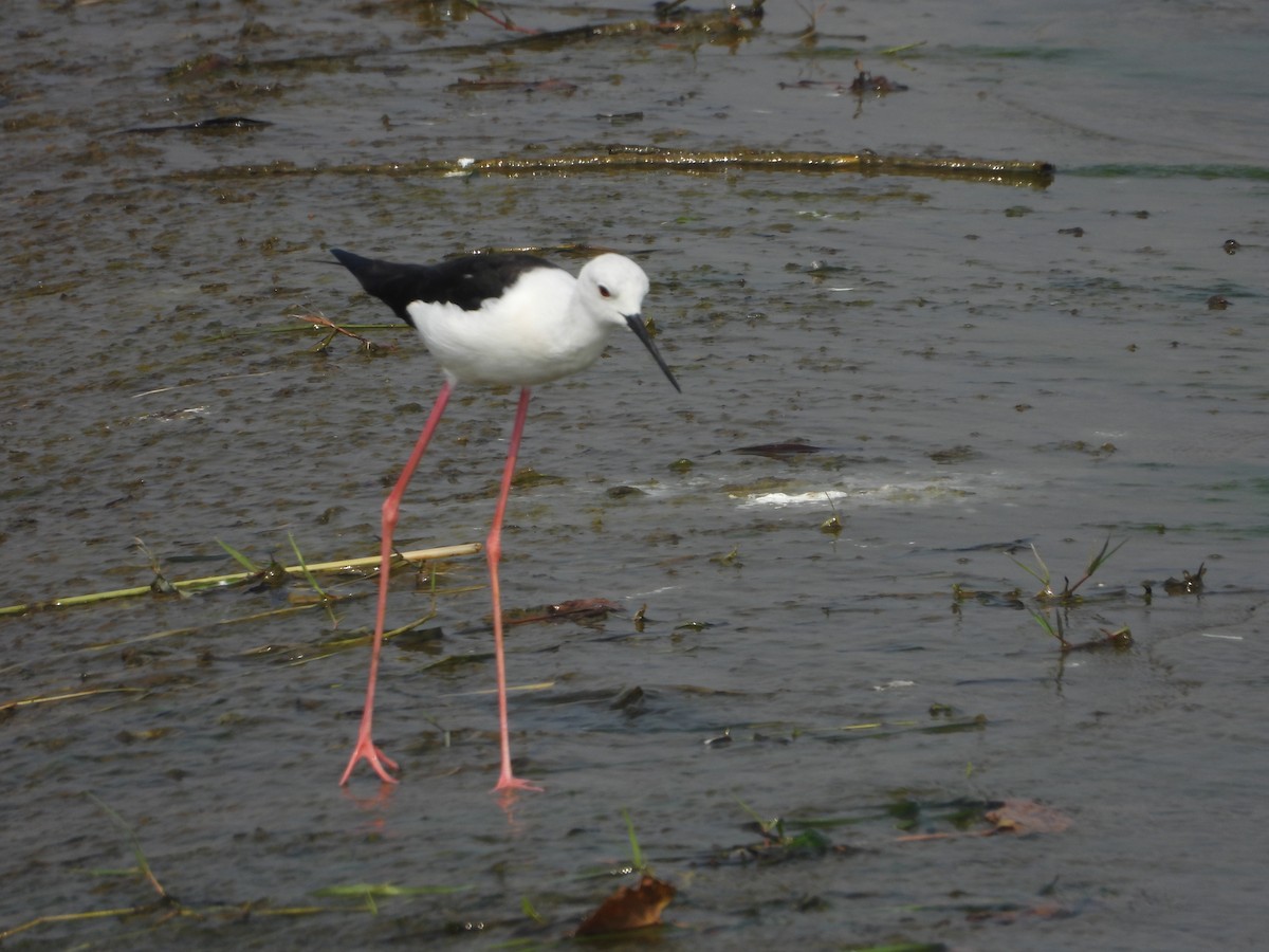 Cigüeñuela Común - ML645880655