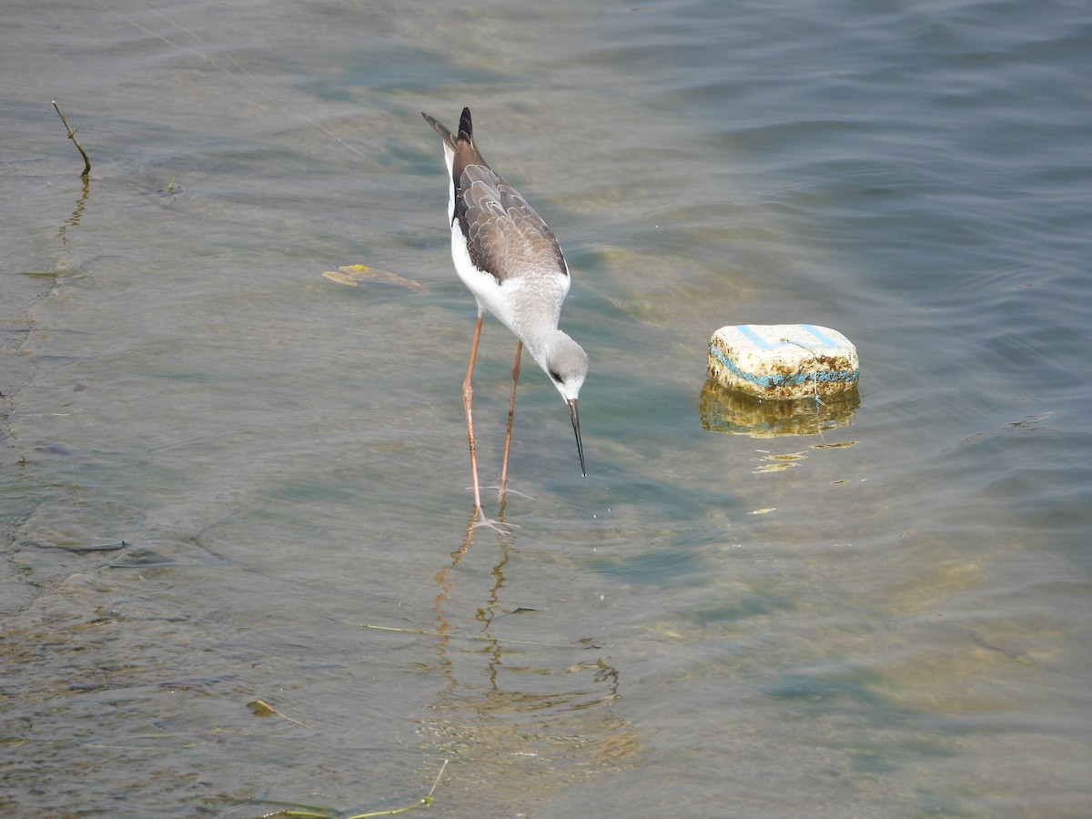 Cigüeñuela Común - ML645880656