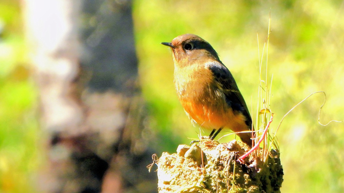 Colirrojo Frentiazul - ML645880664